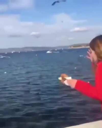 Ok I'm just gonna feed the birds