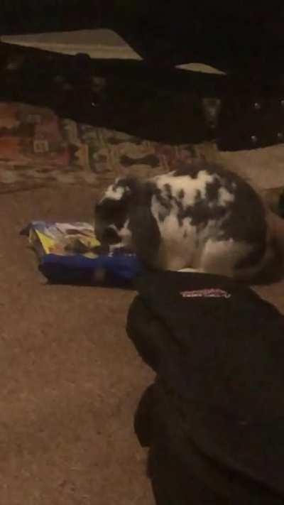 Teddy wants some damn Oreos