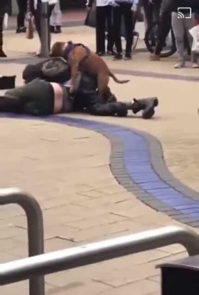 What could go wrong having a fight in the streets? The dog wins obviously