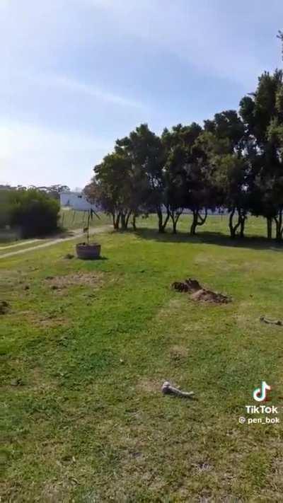 Springboks getting ready for Ireland