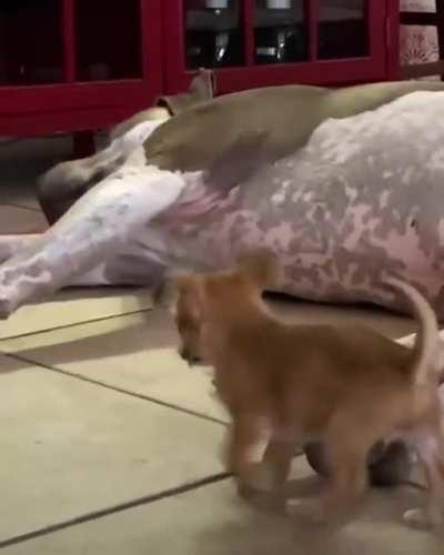 120-pound Gentle Giant