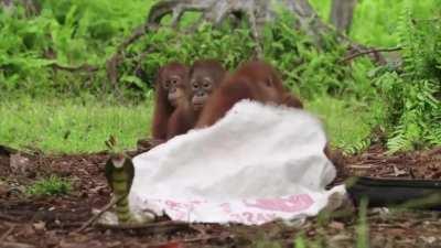 A rubber cobra is being used to teach orangutan orphans to fear snakes in the wild
