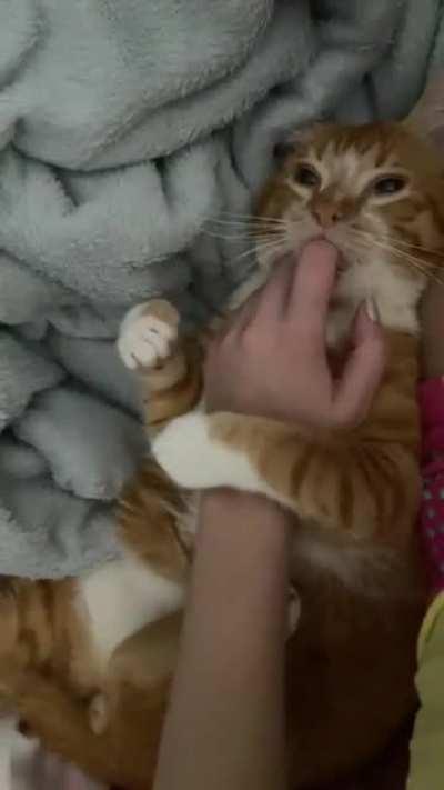 Hi all ! How can I teach him not to do that? constantly sucking and chewing