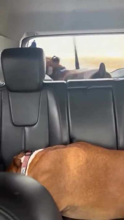 There're two types of dogs..🐶😅