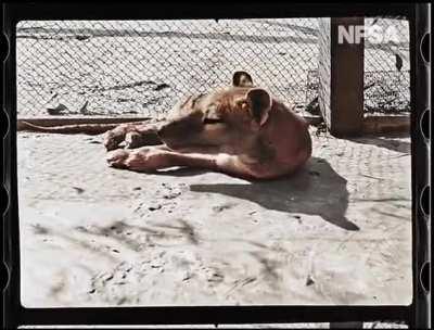 🔥 The NFSA has released colorized footage of the last known surviving Thylacine