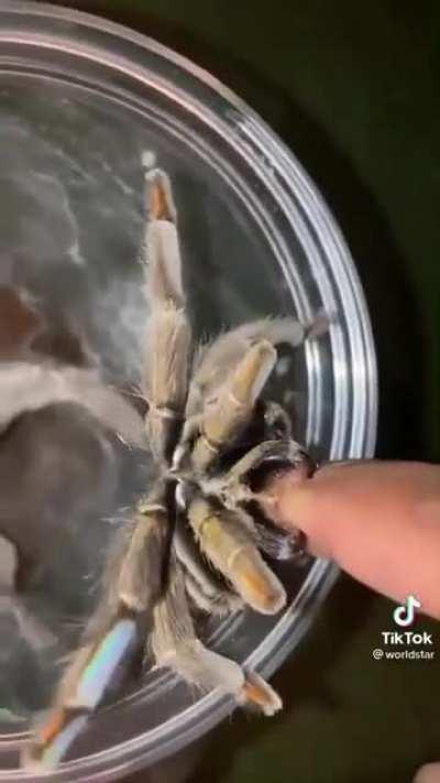 TikToker Kelvin Wiley Demonstrates what it's like to be bitten by a tarantula