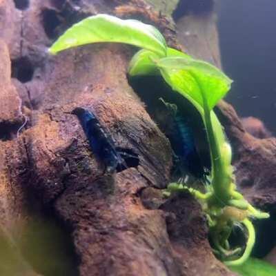 First tank, first Walstad, first shramps! They seem to enjoy the new digs!