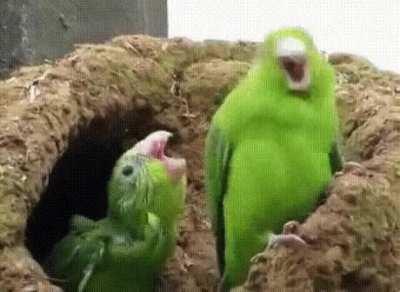 The real origin of the Party Parrot