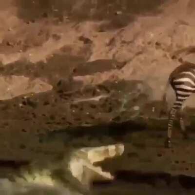 Zebra don't even realise what had happened.