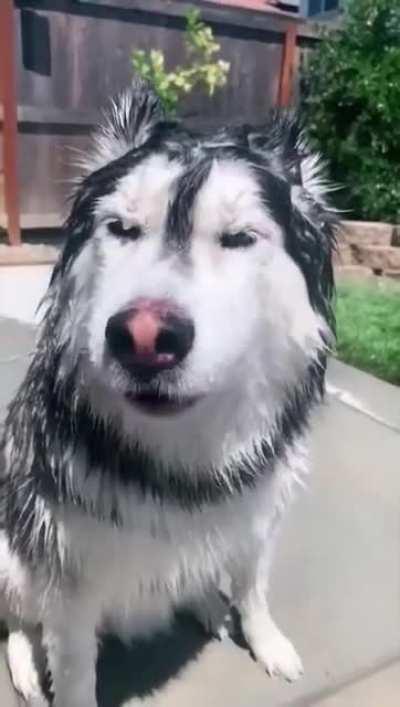 Cats and Dogs after bath