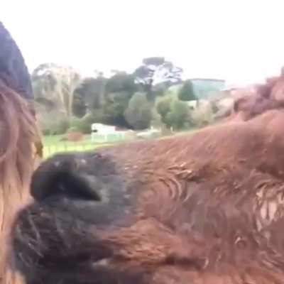 Alpaca gets excited to see his owner every time
