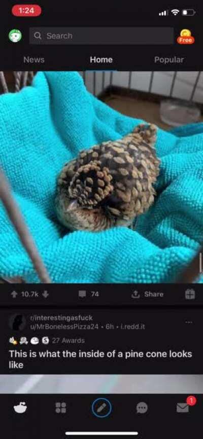 Blursed reddit scroll