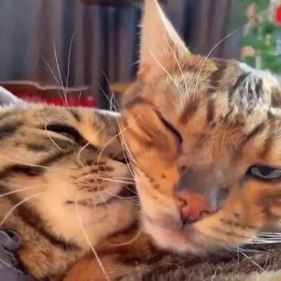 What A Lovely Couple