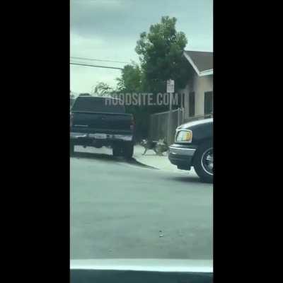 Dog climbs over fence, steals chicken, then bolts