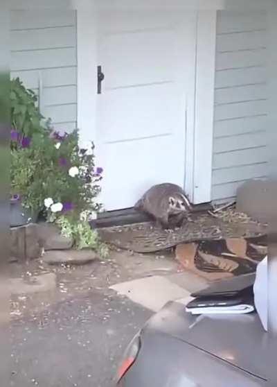 Exclusive footage of Asmongold dealing with his rodent friends