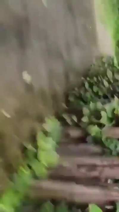 Walking a tiger on a leash