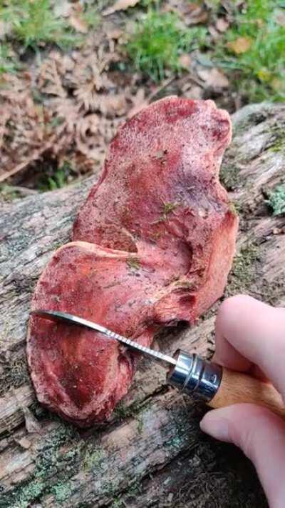 Fistulina hepatica, the beefsteak fungus, showing how it gets its name