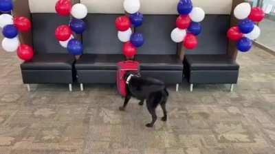 Explosive detection canine TTirado got an awesome reward after his final bag search before retirement!