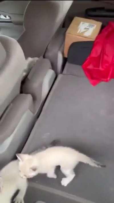 Pet All The Kittens You Rescued (Hero Kitten Rescue Dude)