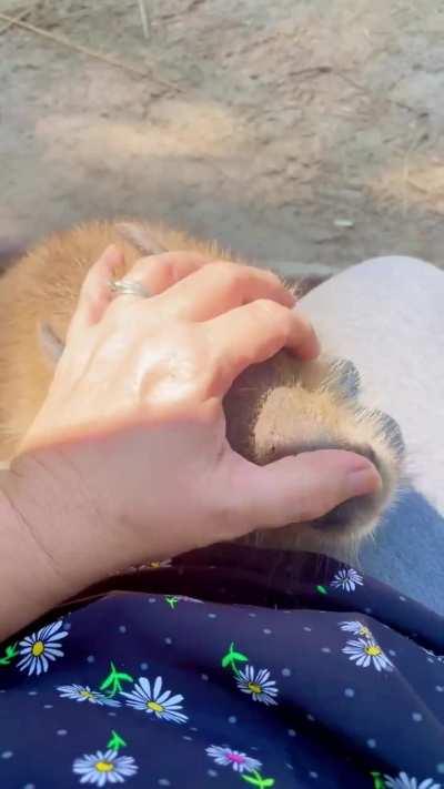 he really loves petting😍