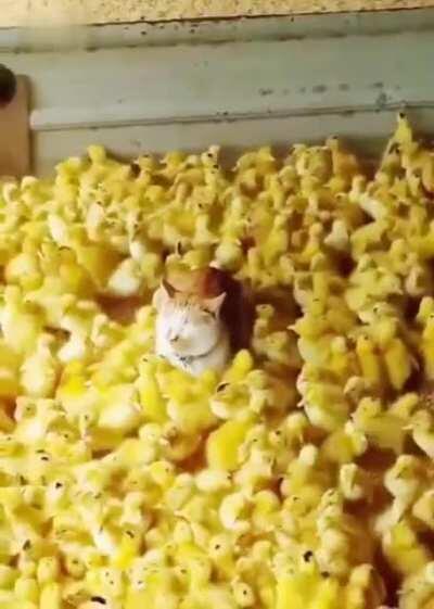 Cat babysitting chicks