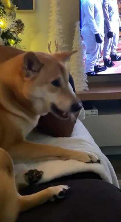 My Shiba is the most dramatic sneezer