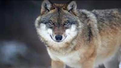 What have we done to them? (Loud/epilepsy warning)