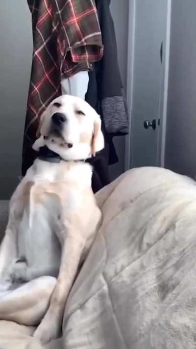 Dogs are like kids they fight sleep, afraid they’ll miss out! 😂