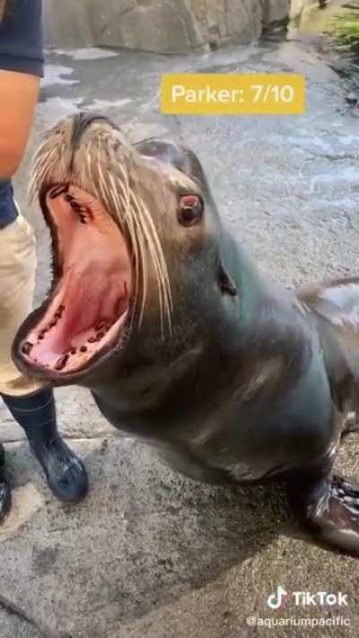 Sea Lions have competitions too