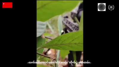(Myanmar/Burma) Rebels in Dawei, Tanintharyi Region, ambush Junta troops in the jungle on January 5 [barely visible enemy at the start of video]