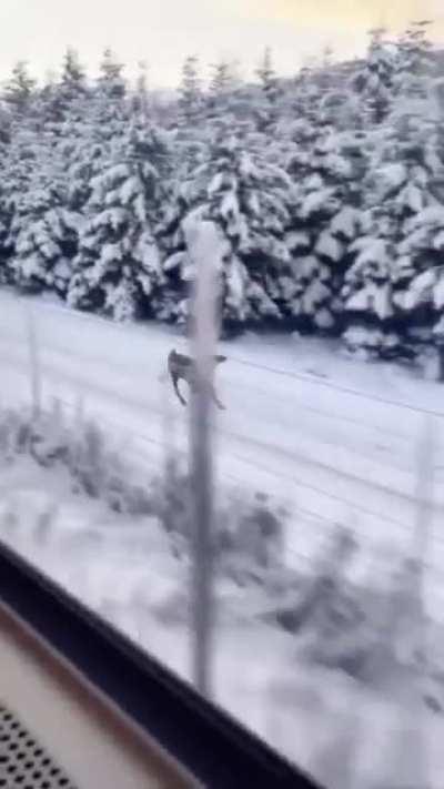 The most distinguished, majestic run ever...