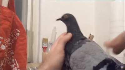 PIGEON