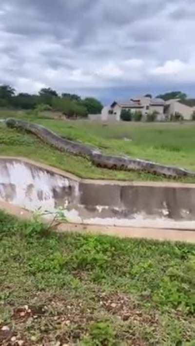 Watch this massive anaconda snake caught on camera