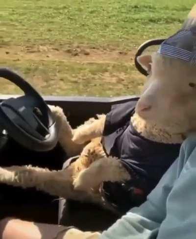 Just a normal day with my sheep Dolly