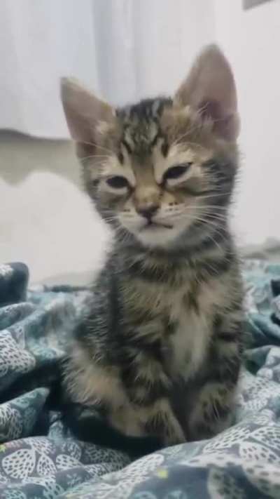 Please someone get this cutie a king sized bed and all the pillows in the worldd