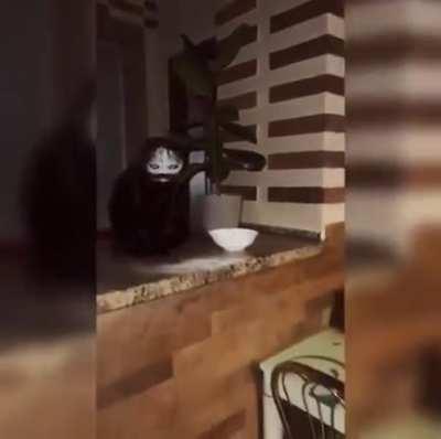 Cat after sneezing into a bowl of Flour 