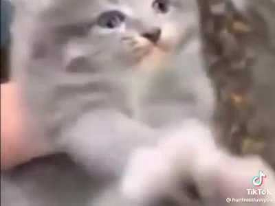 My cat is a convicted domestic offender in several Australian states