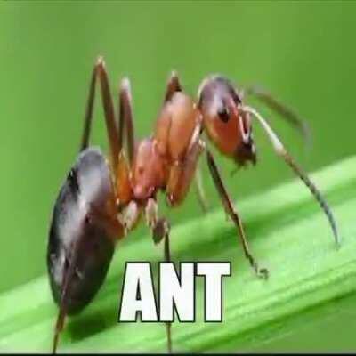 Ant