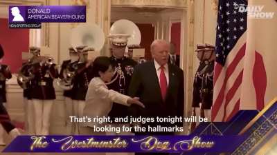 The Daily Show is absolutely cooking Trump with this one. They turned his military parade moment into a dog show parody, calling him “lively, aggressive, and incredibly horny.” Peak satire. Trump’s ego just got treated like a Westminster contestant.