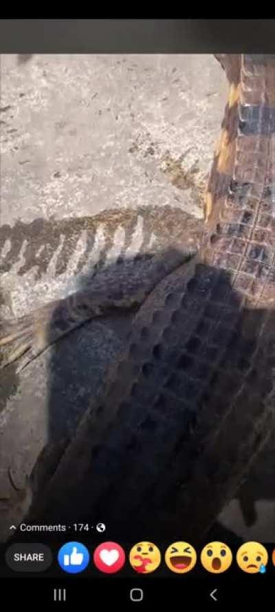 petting this reptile