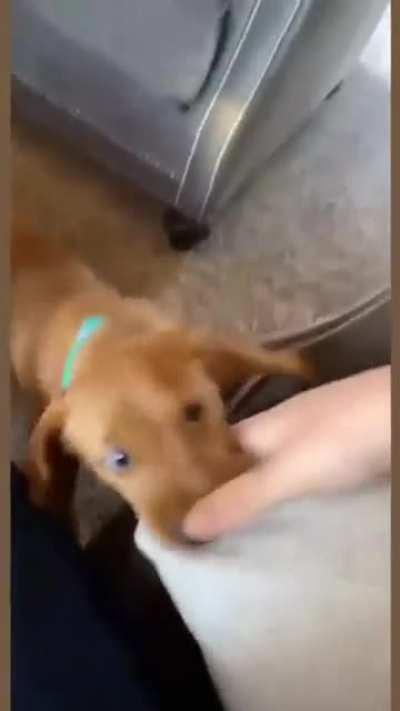 DoG MaUlS mAn To DeAtH
