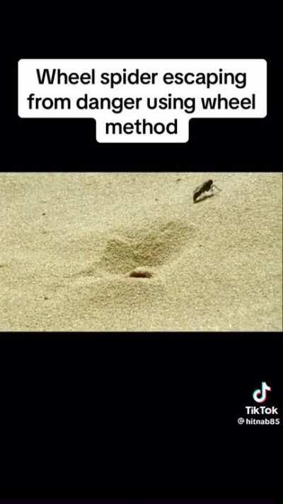 Spider makes a quick getaway