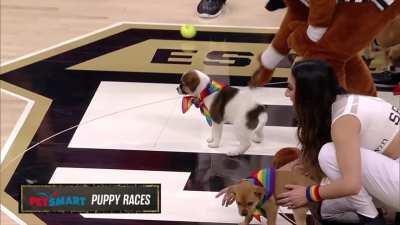 [Highlight] It was a tight race for awhile, but Marley found a way to pull out the win in the halftime Puppy Race