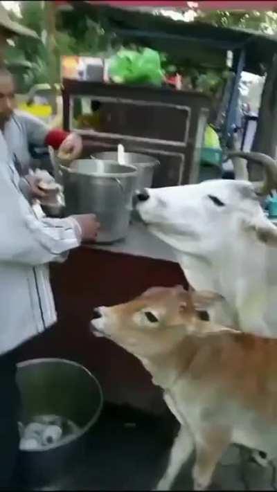 Special Customers for Golgappa vendor.