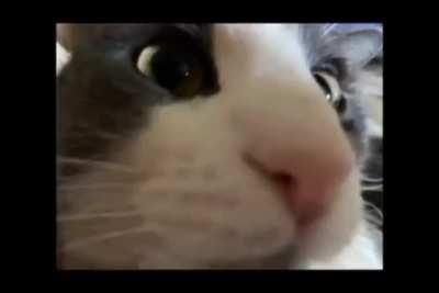 This wunk sings for us!