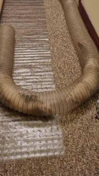 Tube fun for Belle and the ferret we are pet sitting, Willow.