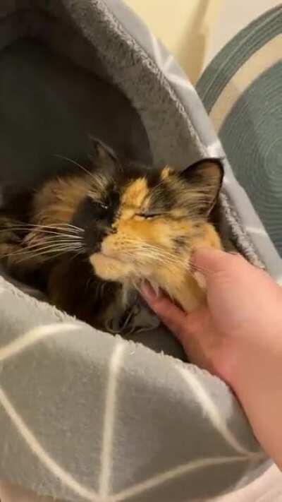 Cat.exe is now running.