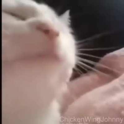 Guys this is literally me when I play Dino Jungle.