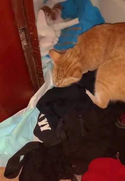 Two mama kitties share co-parenting duties