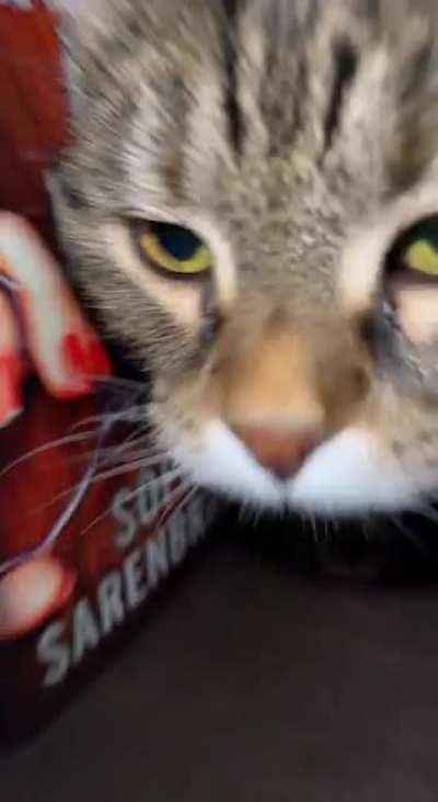 Heard strange noises coming from my bookshelf